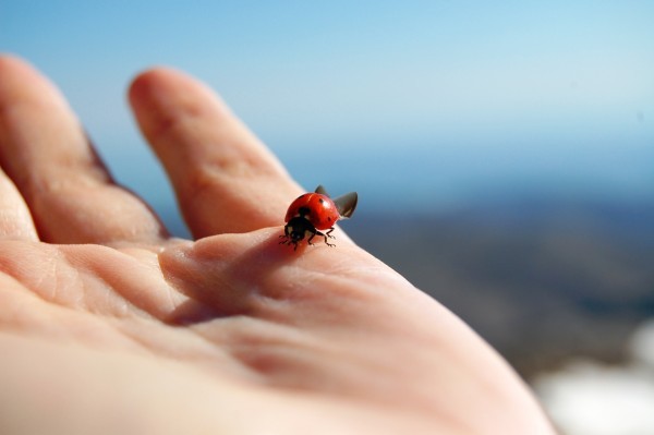 ladybug-ladybird-hand-red-bug-insect-luck