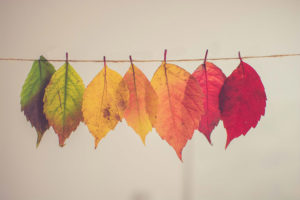photo de toutes les variations de la couleur d'une feuille d'arbre